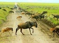 8 Days Great Migration - Grumeti River 