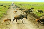 8 Days Great Migration - Grumeti River 