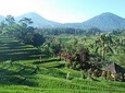 Bali Private Driver 