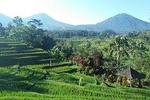 Bali Private Driver 