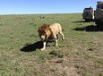 5-Days Refreshing Safari at Masai mara, Lake Nakuru and Naivasha.