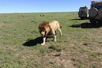 5-Days Refreshing Safari at Masai mara, Lake Nakuru and Naivasha.