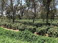 Visit Arusha Coffee Plantation Day Tour