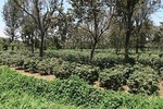 Visit Arusha Coffee Plantation Day Tour