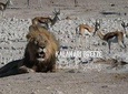 3 Day Desert Trail: Central Kalahari Game Reserve - WildCamping Safari