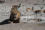 3 Day Desert Trail: Central Kalahari Game Reserve - WildCamping Safari