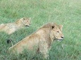 6 Days Serengeti Migration Safari