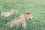 6 Days Serengeti Migration Safari