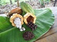 Organic chocolate tour 