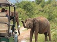 Morning Game Drive in Udawalawe National Park