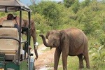 Morning Game Drive in Udawalawe National Park