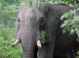 6-Day Masai Mara, Nakuru, Amboseli - Luxury - Safari