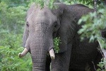 6-Day Masai Mara, Nakuru, Amboseli - Luxury - Safari