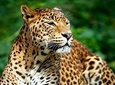 Private Safari at Yala National Park
