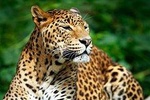 Private Safari at Yala National Park