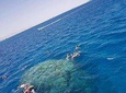 Trip To Dolphin House and Banana Boat Fun from Hurghada 
