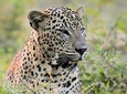 Private Tour: YALA National Park from SHANGRI-LA, Hambanthota