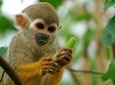 Manu Adventure (4 Days)