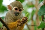 Manu Adventure (4 Days)