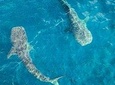 Whale shark Experience in the Caribbean Sea from Playa del Carmen