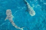 Whale shark Experience in the Caribbean Sea from Playa del Carmen