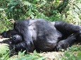 Rwanda Gorilla Trekking Adventure