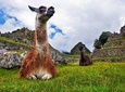 Machu By Train (Day Trip)