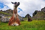 Machu By Train (Day Trip)