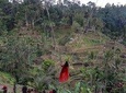 Ubud Tour, Monkey Forest, Swing, Water Temple and Waterfall
