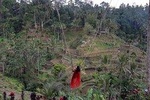 Ubud Tour, Monkey Forest, Swing, Water Temple and Waterfall