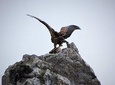 Bird watching in Crete: in the refugees of Gyps Fulvus and Gypaetus Barbatus