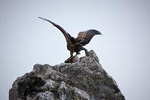Bird watching in Crete: in the refugees of Gyps Fulvus and Gypaetus Barbatus