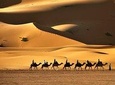 Camel Trekking