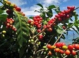 Coffee plantation full-day tour from Medellin private