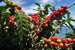 Coffee plantation full-day tour from Medellin private