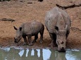 Tala Mini Day Safari - Durban 