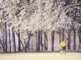 2 Day Essential Tour-Nami,Petite,Garden of Morning Calm and Mt.Seorak(2 Meals)