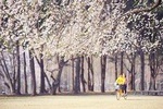 2 Day Essential Tour-Nami,Petite,Garden of Morning Calm and Mt.Seorak(2 Meals)