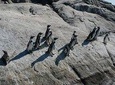 Penguins Island in Cachagua Beach And Valparaiso (FROM SANTIAGO PRIVATE TOUR)