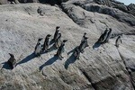 Penguins Island in Cachagua Beach And Valparaiso (FROM SANTIAGO PRIVATE TOUR)
