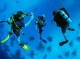 Roatan 1 Tank Shore Dive, Sloth & Monkey Park, City Tour plus Transportation