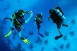 Roatan 1 Tank Shore Dive, Sloth & Monkey Park, City Tour plus Transportation