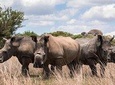 3-Days 2 Night Amazing Amboseli Experience. 