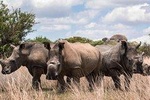 3-Days 2 Night Amazing Amboseli Experience. 