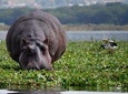 7-Day Amboseli-Lake Naivasha-Lake Nakuru-Masai Mara NP