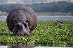 7-Day Amboseli-Lake Naivasha-Lake Nakuru-Masai Mara NP