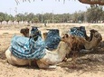 2 Hours Camel Ride In Agadir