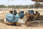 2 Hours Camel Ride In Agadir