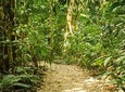 Private Centenarian Trees Trail Natural Reserve Tour