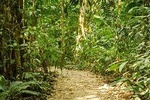 Private Centenarian Trees Trail Natural Reserve Tour